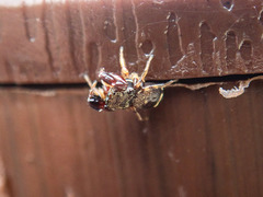 Harmochirus insulanus