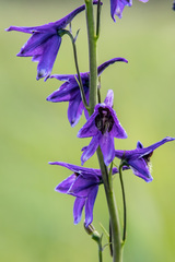 Delphinium crassifolium