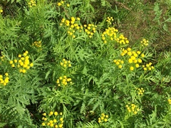 Tanacetum vulgare