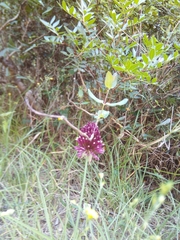 Allium sphaerocephalon