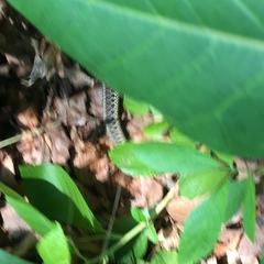 Thamnophis sirtalis