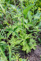 Delphinium crassifolium
