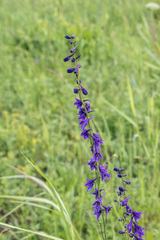 Delphinium crassifolium