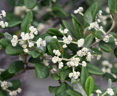 Spyridium globulosum