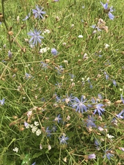 Cichorium intybus