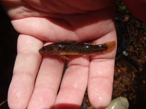 Blackfin darter (Etheostoma nigripinne) — Percidae — 3