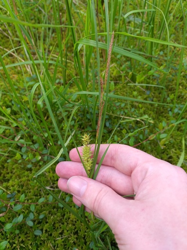 Carex rostrata iNat (1)