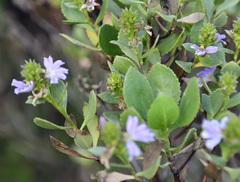 Scaevola crassifolia