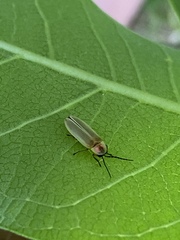 Photinus marginellus