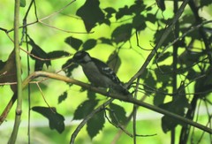 Dryobates pubescens pubescens