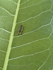 Photinus marginellus