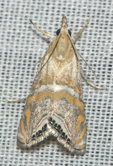 Euchromius bella