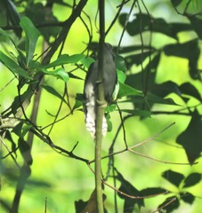 Dryobates pubescens pubescens