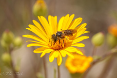 Halictus ligatus