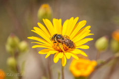 Halictus ligatus