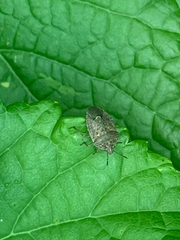 Hymenarcys nervosa