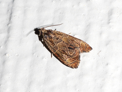 Olethreutes olivaceana