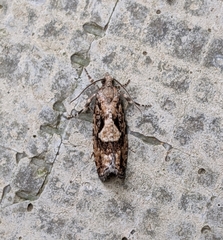 Zeiraphera improbana