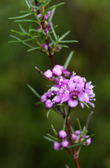 Hypocalymma robustum