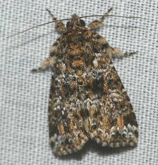 Callopistria latreillei