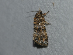 Callopistria latreillei
