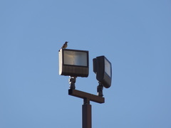 Toxostoma curvirostre