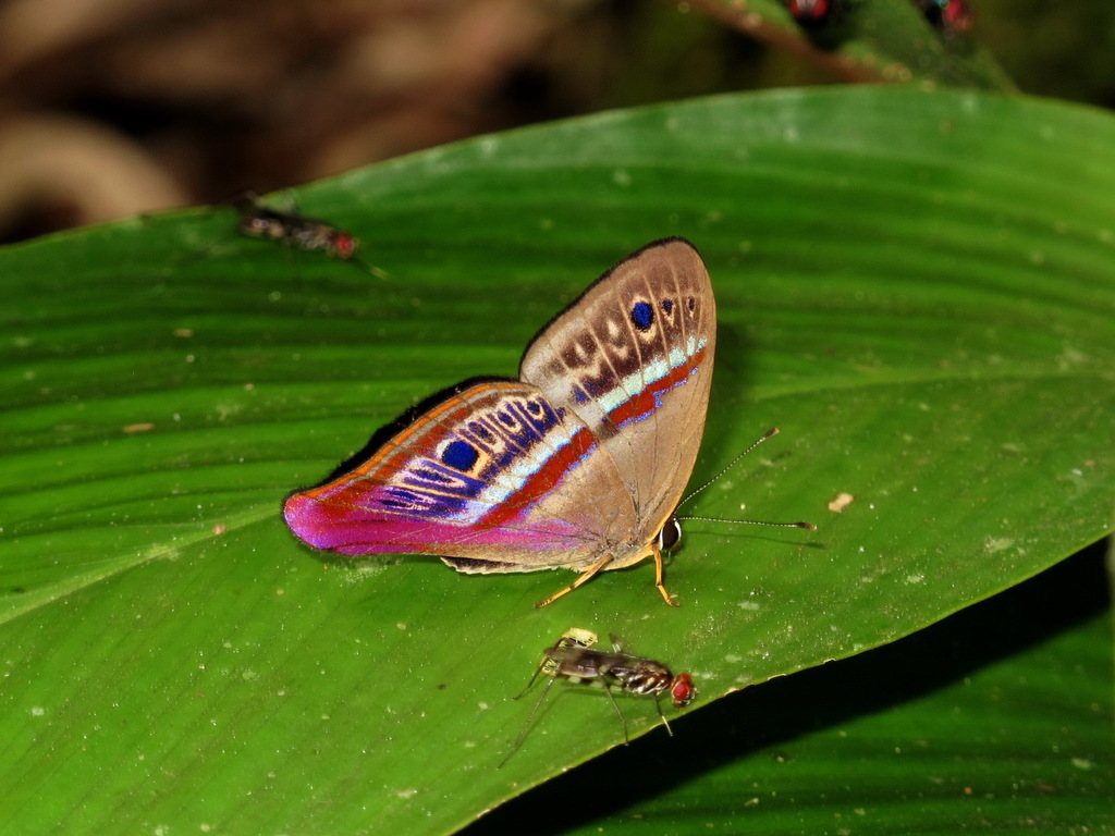 Euselasia euodias