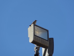 Toxostoma curvirostre