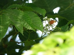 Cupha erymanthis lotis