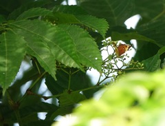 Cupha erymanthis lotis