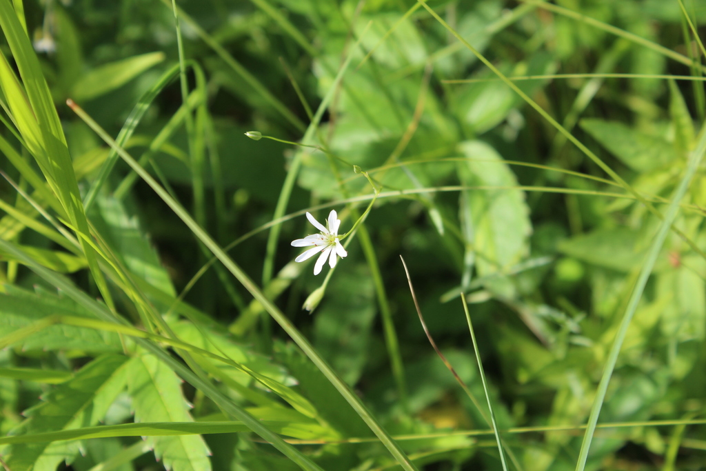 Meadow starwort (Stellaria palustris)