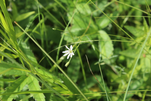 Meadow starwort (Stellaria palustris)