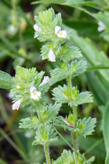 Euphrasia hirtella