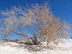 Populus deltoides wislizenii