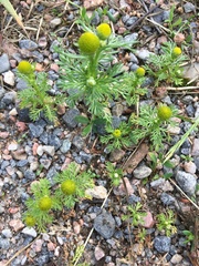 Matricaria discoidea