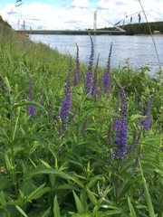 Veronica longifolia