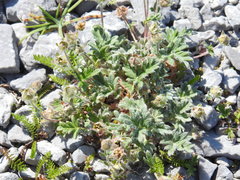 Potentilla pulchella