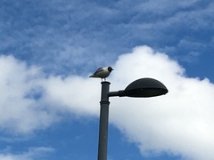 Chroicocephalus ridibundus