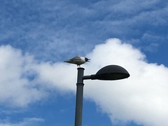 Chroicocephalus ridibundus