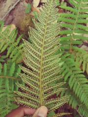 Polystichum californicum × munitum