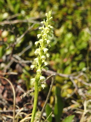 Pseudorchis straminea