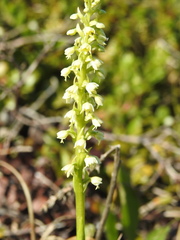 Pseudorchis straminea