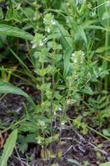 Euphrasia hirtella