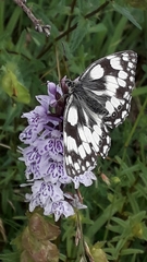 Melanargia galathea