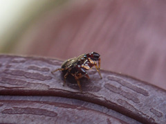 Harmochirus insulanus