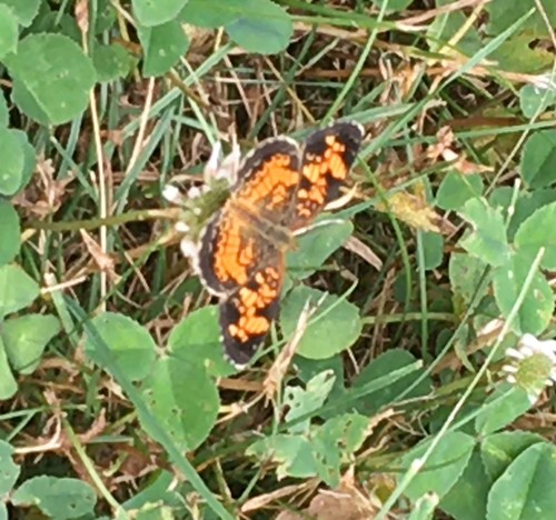 Pearl Crescent photographed in Pennsylvania