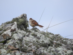 Phacellodomus striaticeps