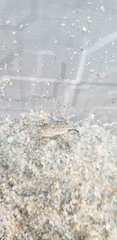 Sphenophorus aequalis