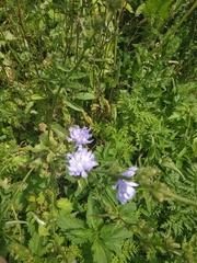 Cichorium intybus