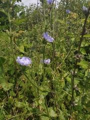 Cichorium intybus